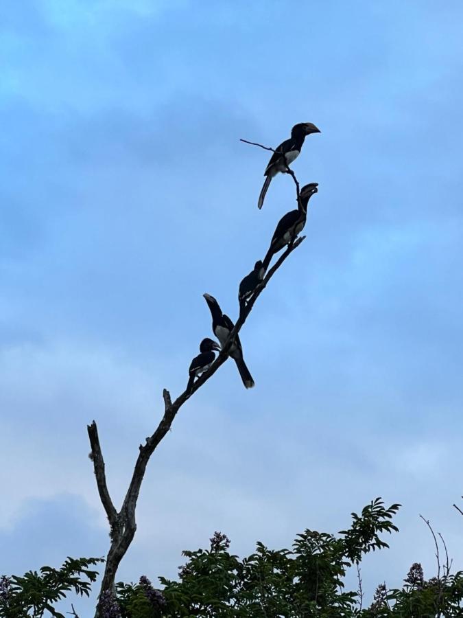 Whalesong Guest House Saint Lucia Estuary Dış mekan fotoğraf